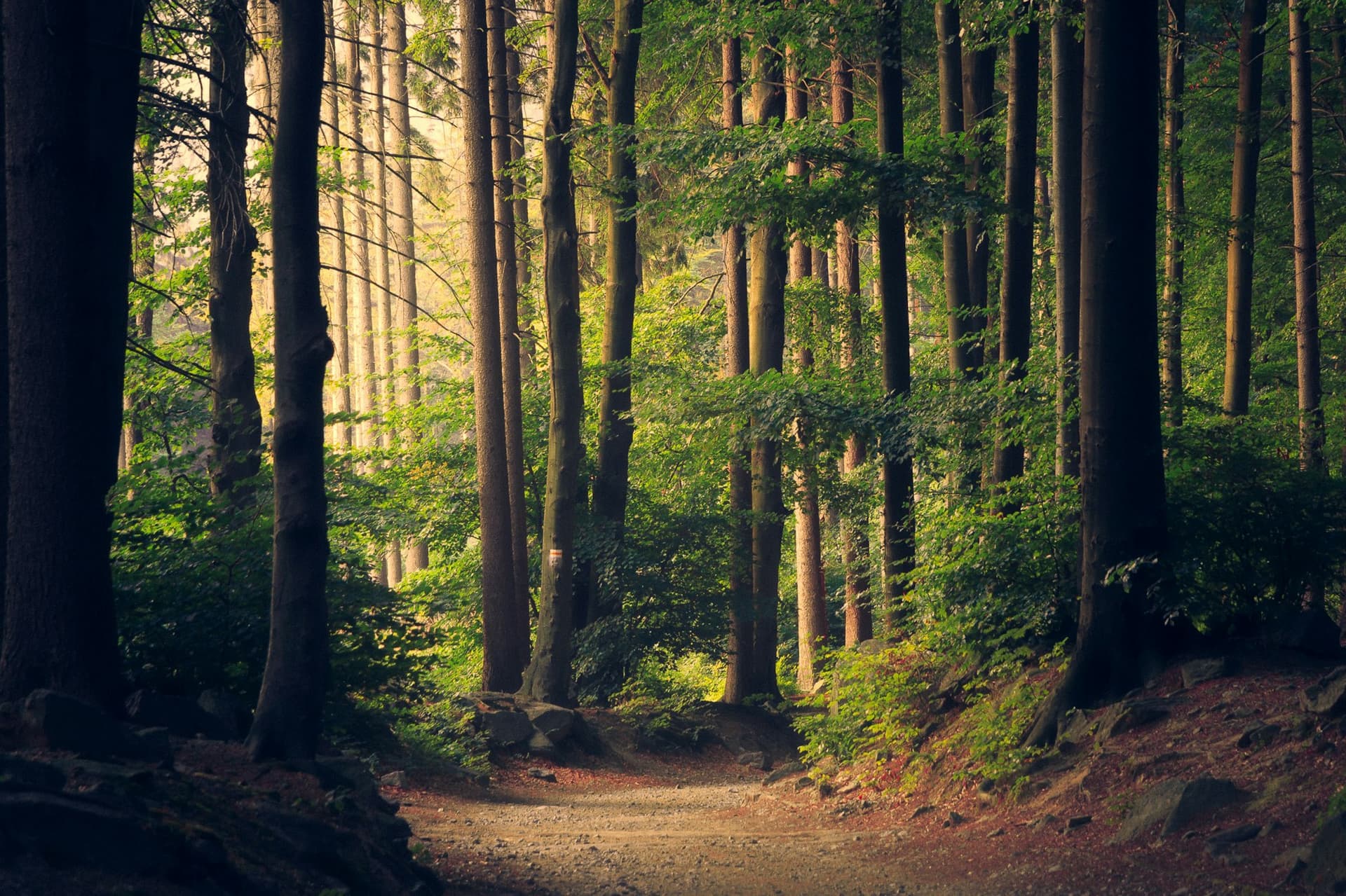 Sunlight falling across a quiet forest trail